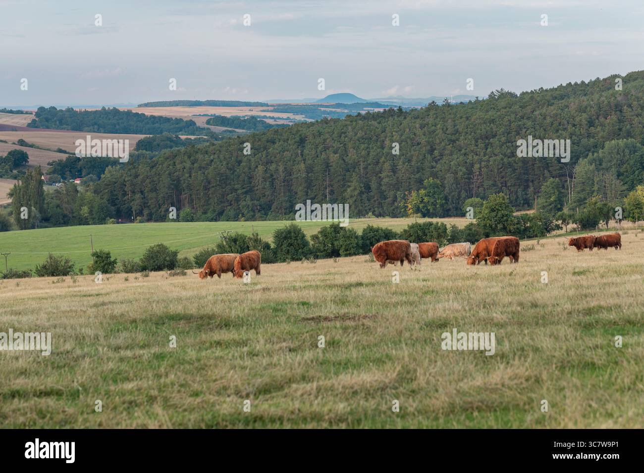 Hochlandrinder weiden in friedlicher ländlicher Landschaft mit Wald, sanften Hügeln und Wiesen, traditioneller Viehzucht und landwirtschaftlicher Landschaft Stockfoto