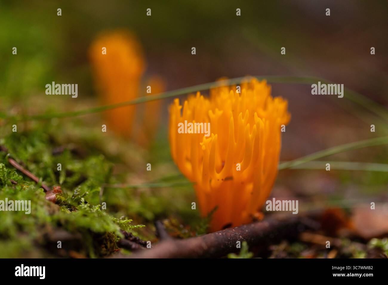 Leuchtend orange Korallenpilz wächst auf moosigem Waldboden, Makrobild ideal für Wildpilze, Mykologie und Waldbiologie. Stockfoto