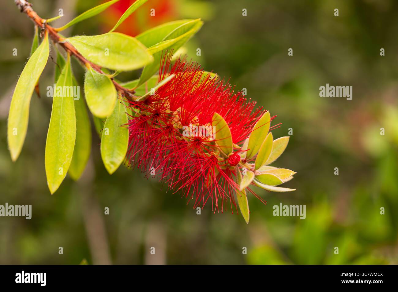 Rote Flaschenpinselblume in Nahaufnahme mit grünen Blättern, tropisches Callistemon-Pflanzenmakro, lebendiges botanisches Bild ideal für Natur- und Gartenkonzepte. Stockfoto