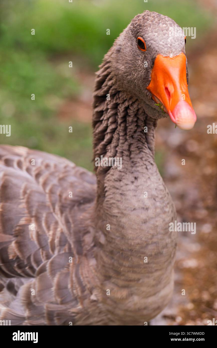 Nahaufnahme einer Hausgans mit orangefarbenem Schnabel und braunen Federn, natürliches Porträt im Freien, ideal für Farmen, Tiere und Landschaftstile Stockfoto