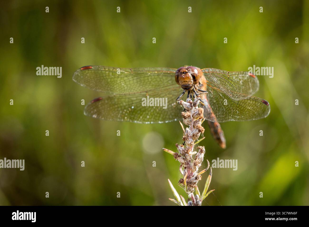 Nahaufnahme einer vierfleckigen Chaser-Libelle (Libellula quadrimaculata) in Ruhestellung mit weichem Hintergrund Stockfoto