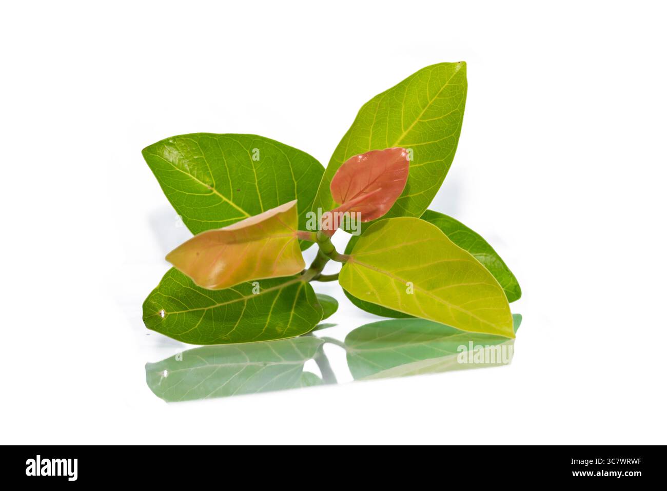 Banyanbaum (Ficus benghalensis) Blätter isoliert auf weißem Hintergrund. Natürliches grünes Blatt Stockfoto