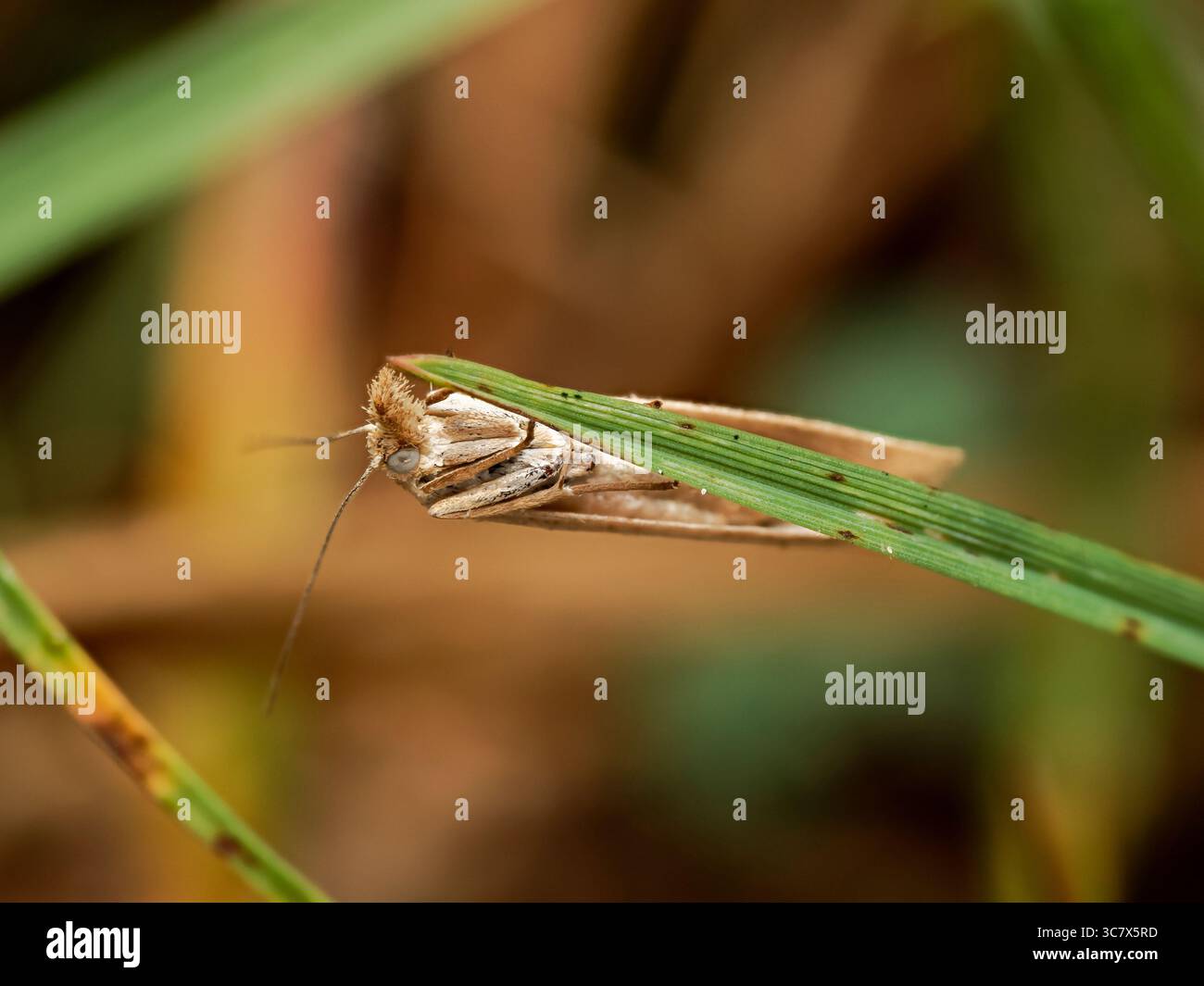 Makrofoto einer nicht identifizierten Motte aus der Familie Crambidae, die auf einer Grasklinge thront. Stockfoto