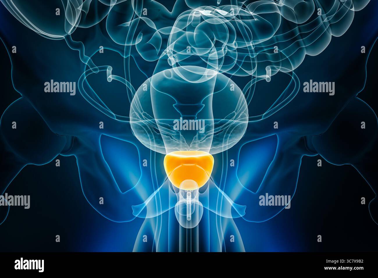 Röntgenologische Anterior- oder Frontansicht der Prostata-3D-Darstellung mit männlichen Körperkonturen. Menschliche Anatomie, Organ des Fortpflanzungssystems, medizinisch, Stockfoto