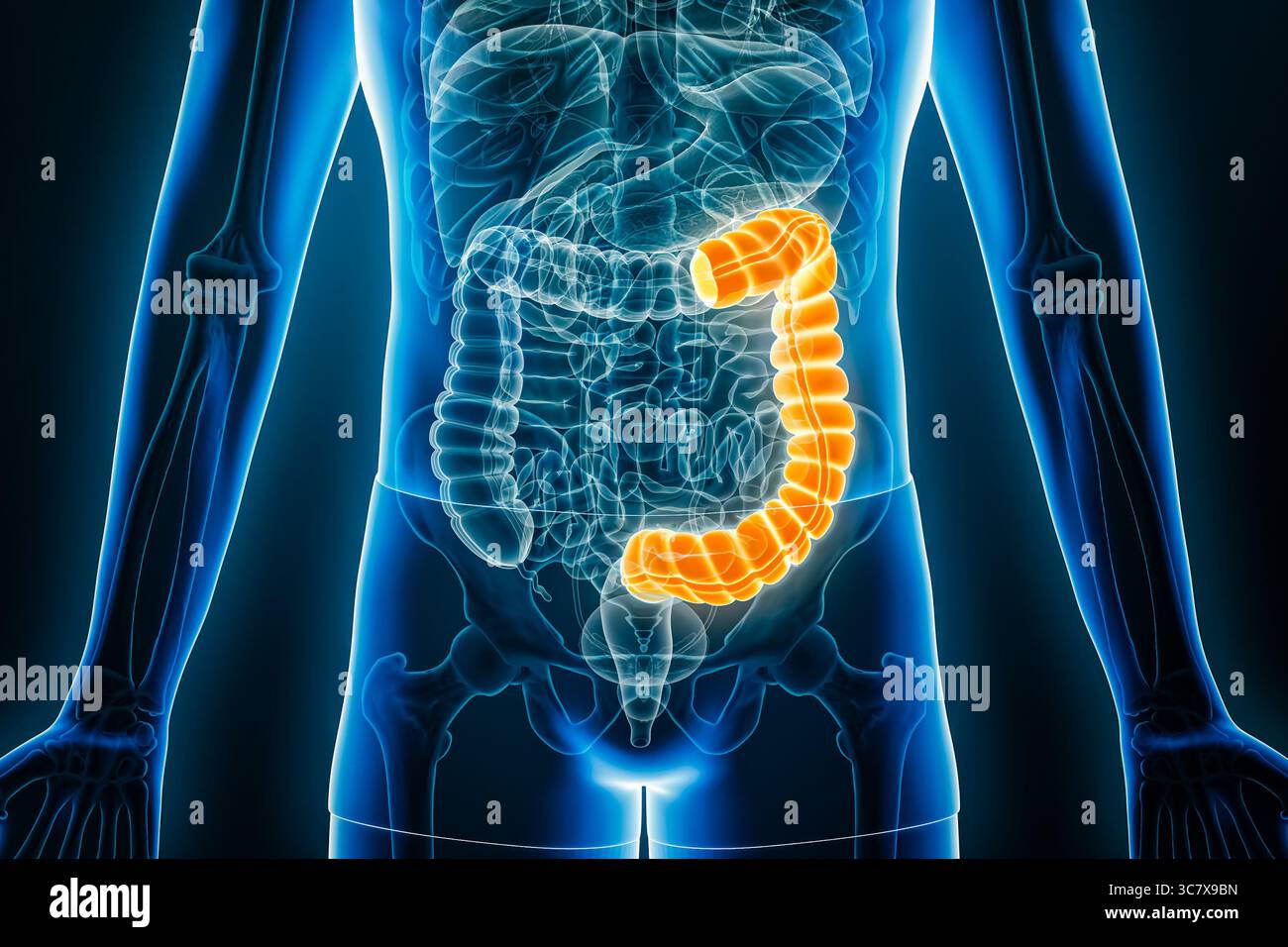 3D-Darstellung der anterioren oder vorderen Röntgenansicht des linken oder distalen Kolons mit männlichen Körperkonturen. Menschliche Anatomie, Organe des Verdauungssystems, Stockfoto