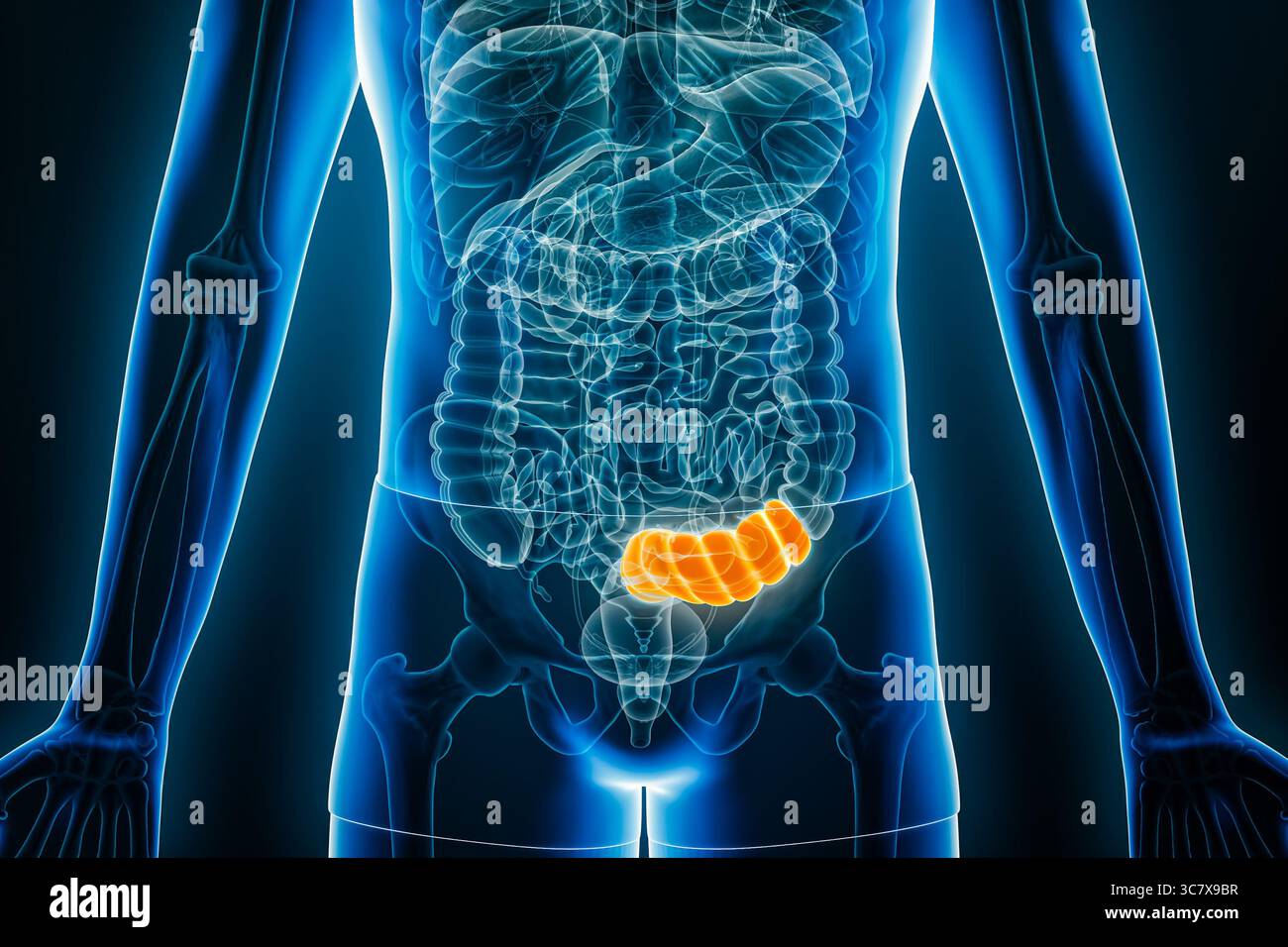 Röntgenologische Anterior- oder Frontansicht menschlicher Colon-Sigmoid-3D-Darstellungsdarstellung mit männlichen Körperkonturen. Anatomie, Organ des Verdauungssystems, medizinisch, bi Stockfoto