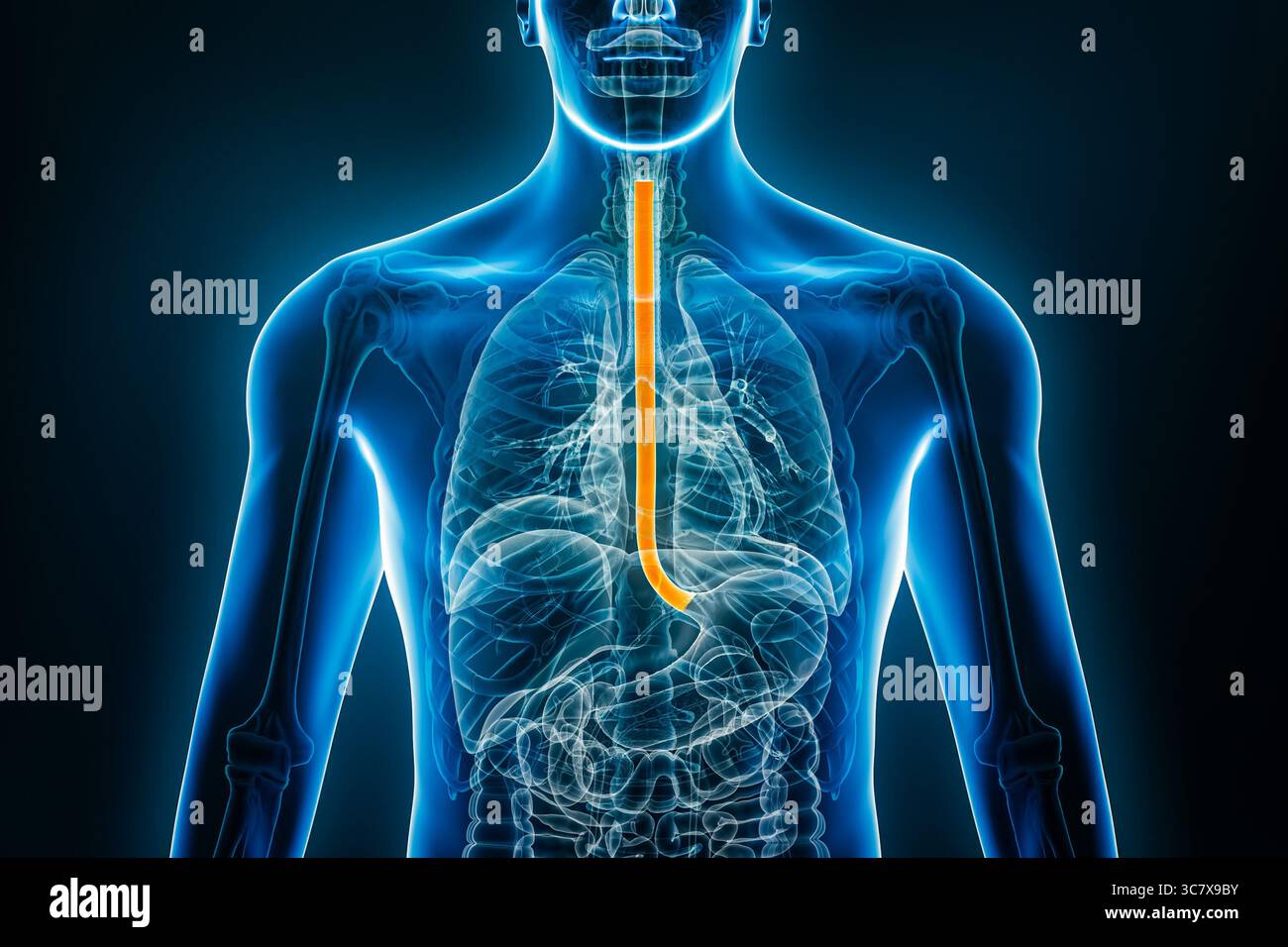 Röntgenologische anteriore oder Vorderansicht des Oesophagus 3D-Rendering-Illustration mit männlichen Körperkonturen. Menschliche Anatomie, Organ des Verdauungssystems, medizinisch Stockfoto