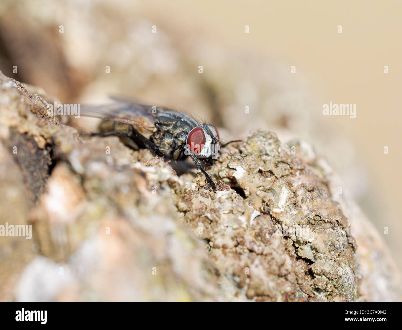 Makrobild von Musca autumnalis, einer gewöhnlichen Fliege aus der Familie der Muscidae, die auf Baumrinde ruht. Stockfoto