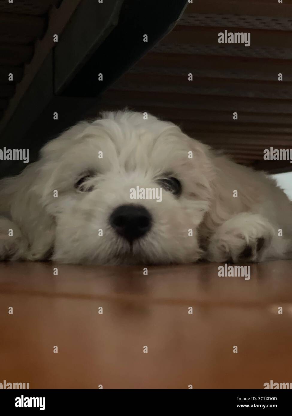 Der flauschige weiße Welpe liegt bequem unter einem Holzbett und zeigt ein entzückendes und friedliches Auftreten. Die Augen und Pfoten des Hündchens, die herausragen, fügen ein El hinzu Stockfoto