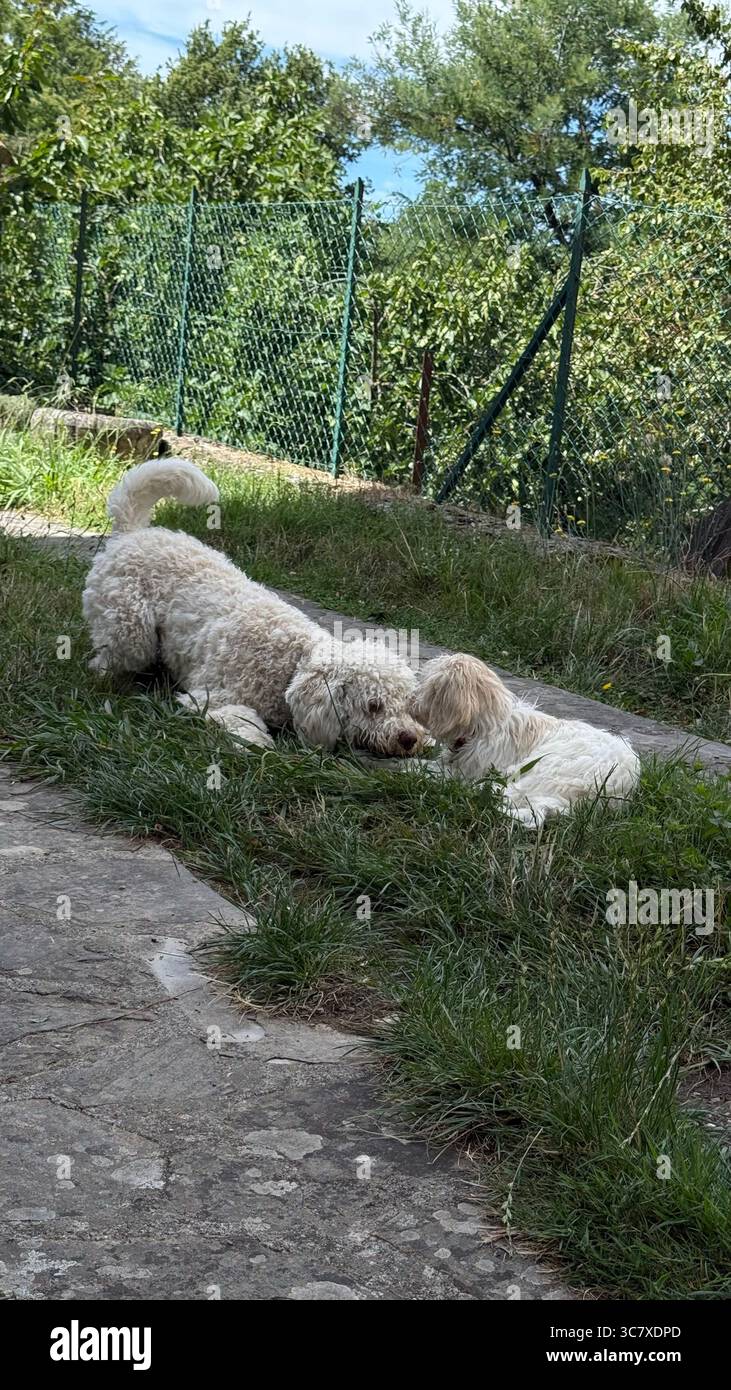 Zwei flauschige Hunde spielen und interagieren auf grünem Gras in einem umzäunten Garten. Die Umgebung im Freien bietet eine fröhliche und entspannende Atmosphäre für das pla Stockfoto