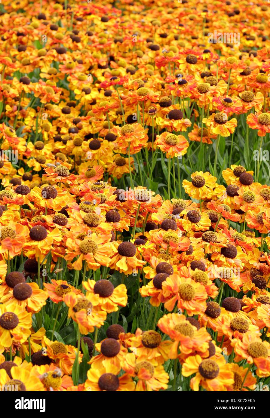 Drift-Pflanzen von Helenium „Sahin's Early Flowerer“-Sneezeweed mit charakteristischen leuchtenden orangefarbenen Gänseblümchen an der Gartengrenze im Juli. UK Stockfoto