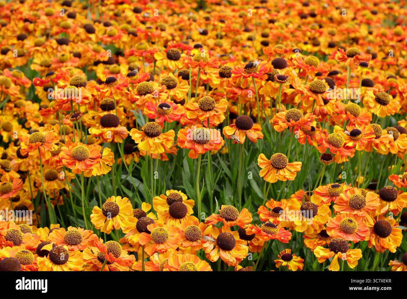 Drift-Pflanzen von Helenium „Sahin's Early Flowerer“-Sneezeweed mit charakteristischen leuchtenden orangefarbenen Gänseblümchen an der Gartengrenze im Juli. UK Stockfoto