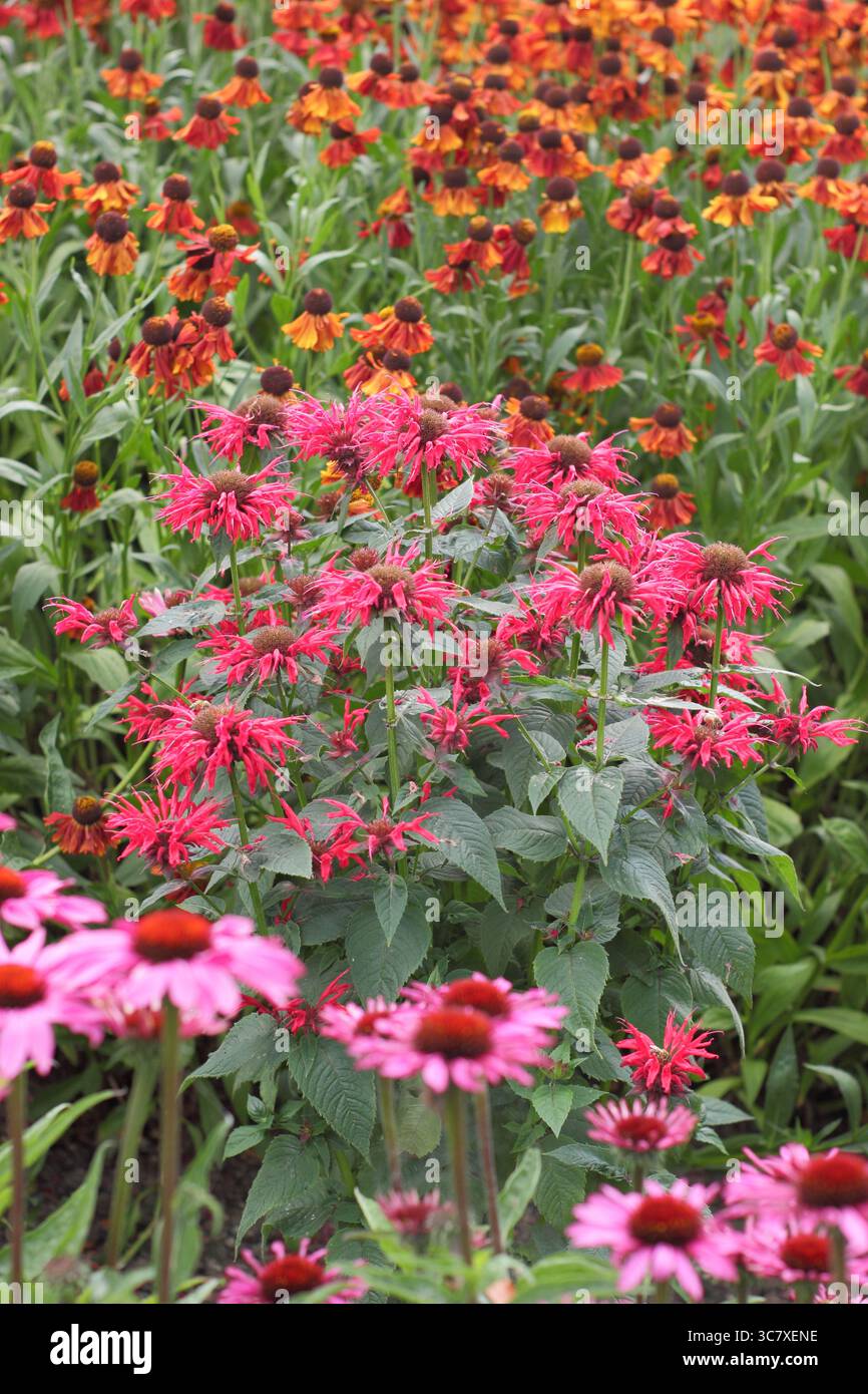 Drift Pflanzung von orangem Helenium Moerheim Beauty Niesweed, rotem Monarda Gardenview Scarlet und rosa Echinacea Magnus in einer Sommergartengrenze. UK Stockfoto