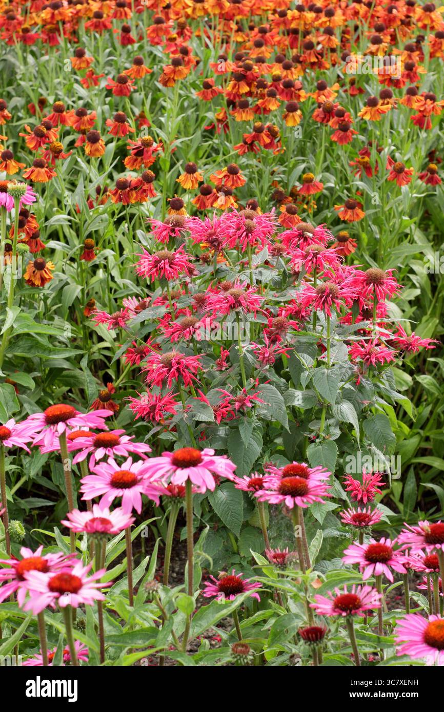 Drift Pflanzung von orangem Helenium Moerheim Beauty Niesweed, rotem Monarda Gardenview Scarlet und rosa Echinacea Magnus in einer Sommergartengrenze. UK Stockfoto