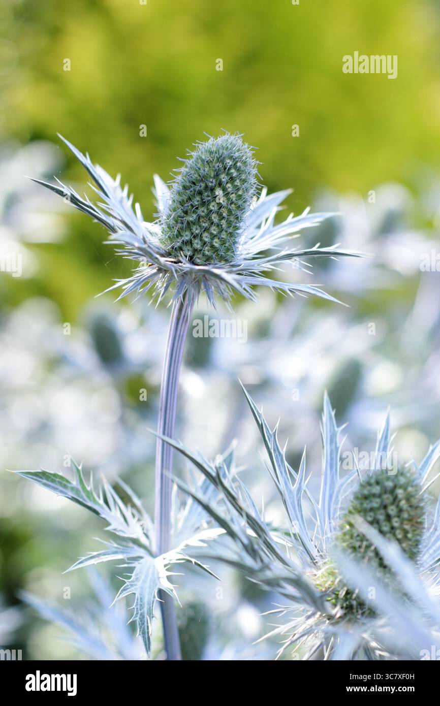 Eryngium. Stachelblaue Deckblätter von ERYNGIUM x olivierianum Big Blue, einer klimaresistenten seehollienpflanze, in einem englischen Garten im Juli. UK Stockfoto
