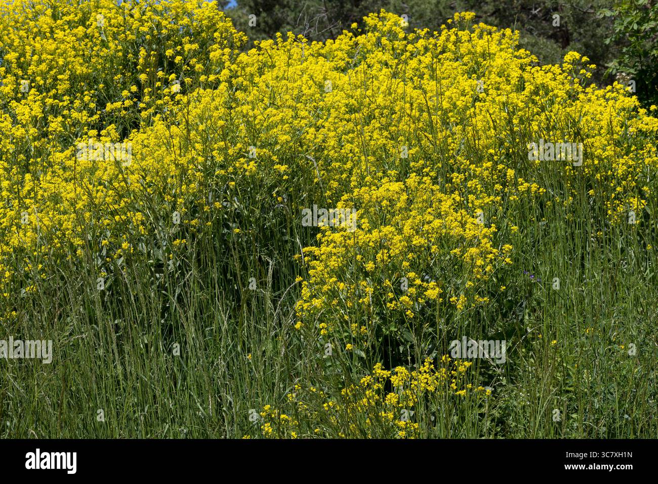 Orientalisches Zackenschötchen, Glattes Zackenschötchen, Türkische Rauke, Bunias Orientalis, warziger Kohl, türkische Wartycabbage, warziger Kohl, hill Stockfoto