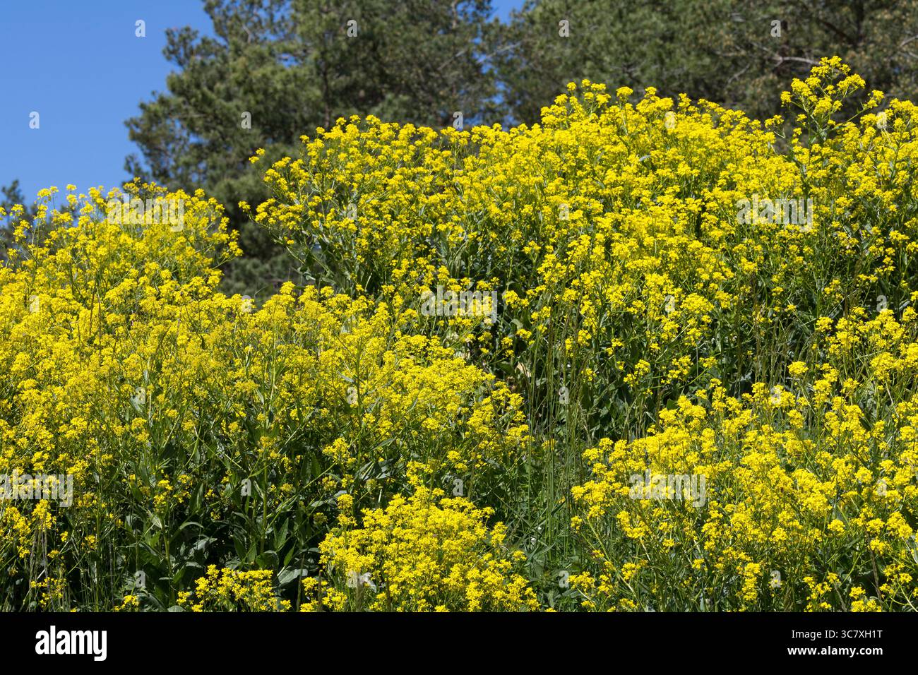 Orientalisches Zackenschötchen, Glattes Zackenschötchen, Türkische Rauke, Bunias Orientalis, warziger Kohl, türkische Wartycabbage, warziger Kohl, hill Stockfoto