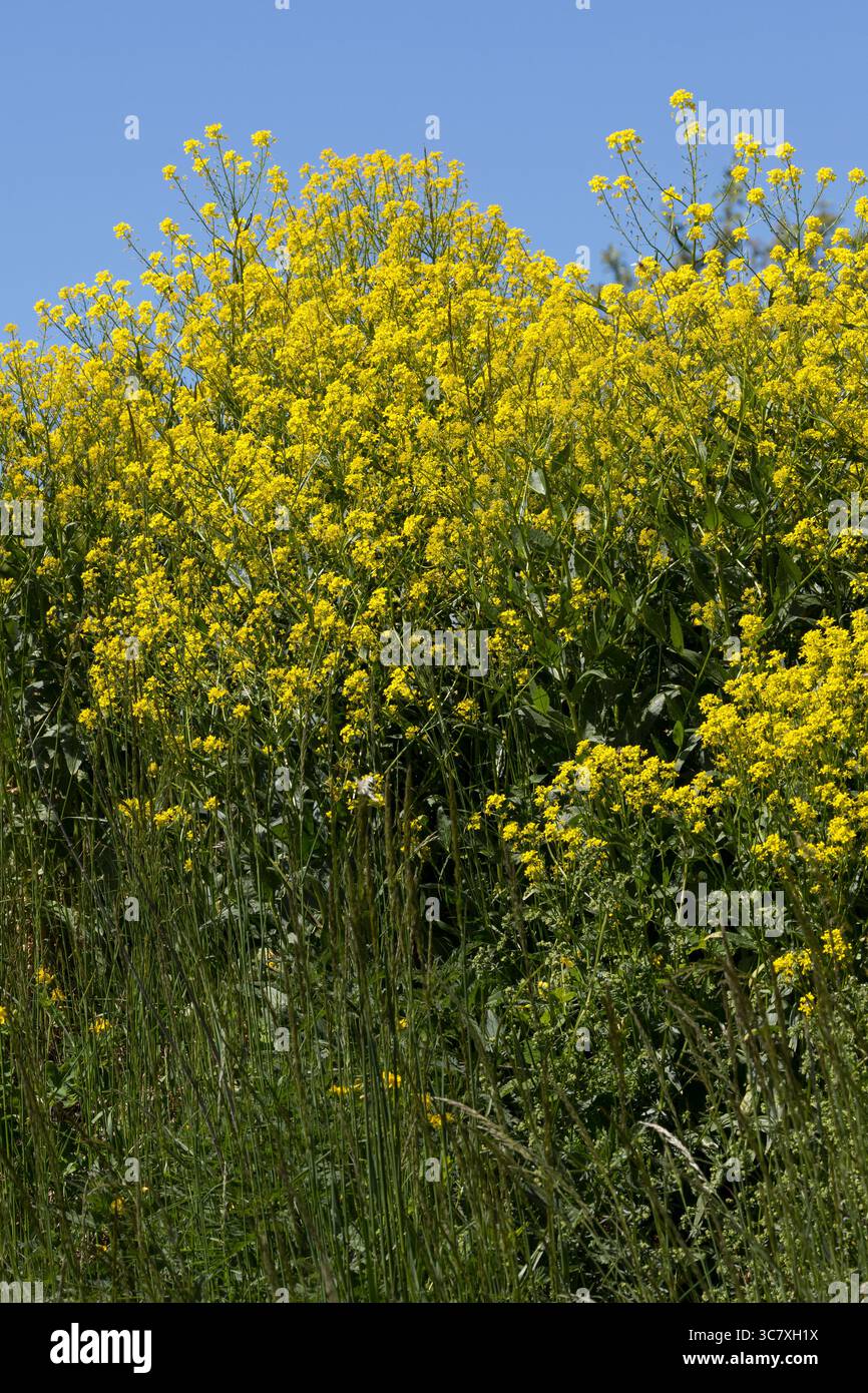 Orientalisches Zackenschötchen, Glattes Zackenschötchen, Türkische Rauke, Bunias Orientalis, warziger Kohl, türkische Wartycabbage, warziger Kohl, hill Stockfoto