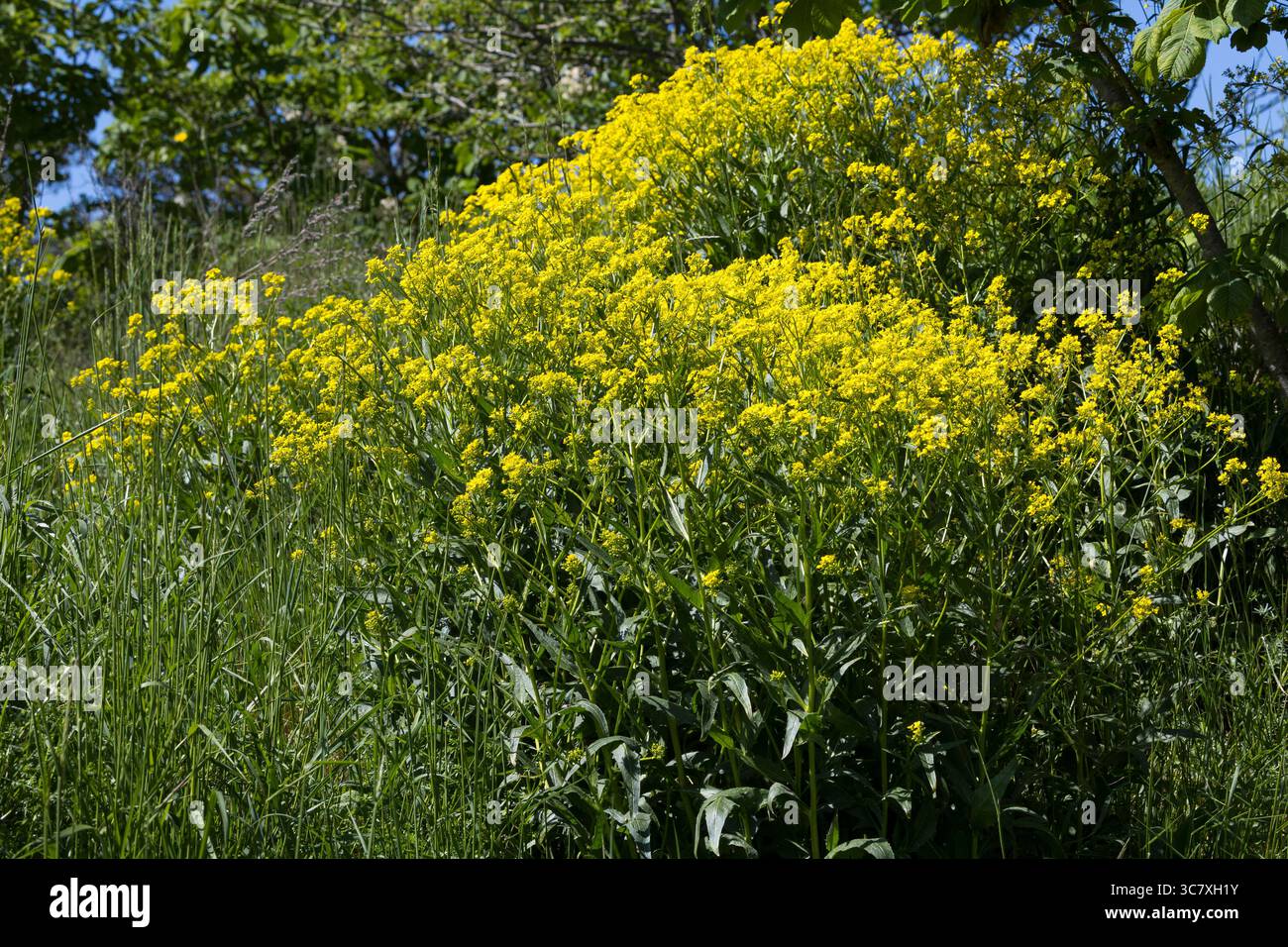 Orientalisches Zackenschötchen, Glattes Zackenschötchen, Türkische Rauke, Bunias Orientalis, warziger Kohl, türkische Wartycabbage, warziger Kohl, hill Stockfoto