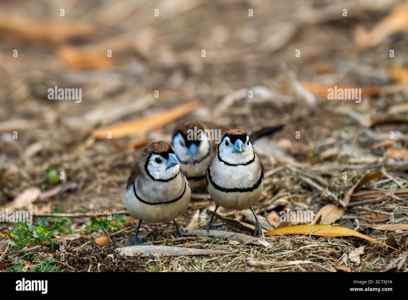 Doppelbarren (Taeniopygia bichenovii)-Trio auf der Suche nach Blattstreu im Sandy Camp, Brisbane, Queensland, Australien. Stockfoto