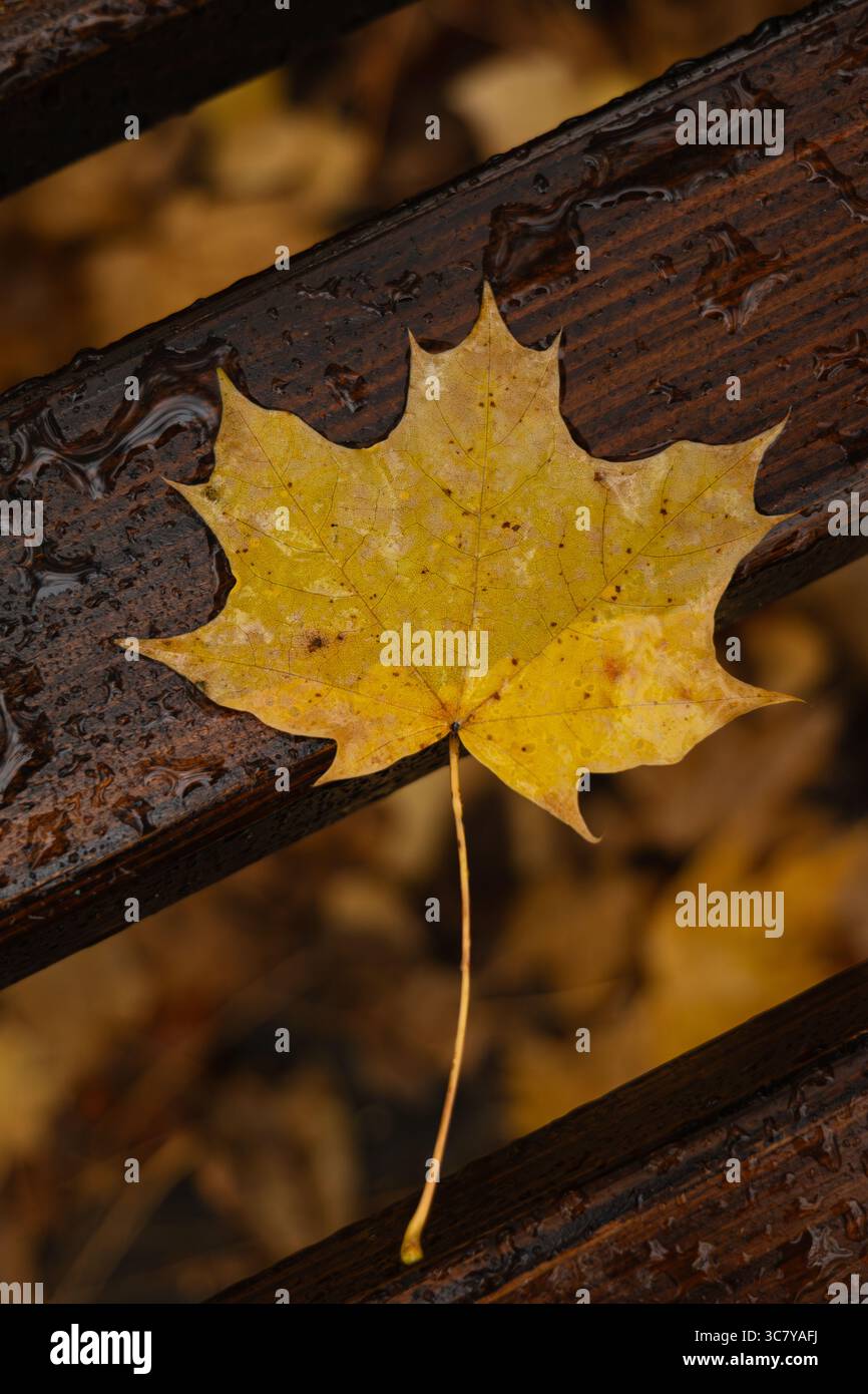 Gelbes Ahornblatt im Regen auf brauner Holzbank Stockfoto