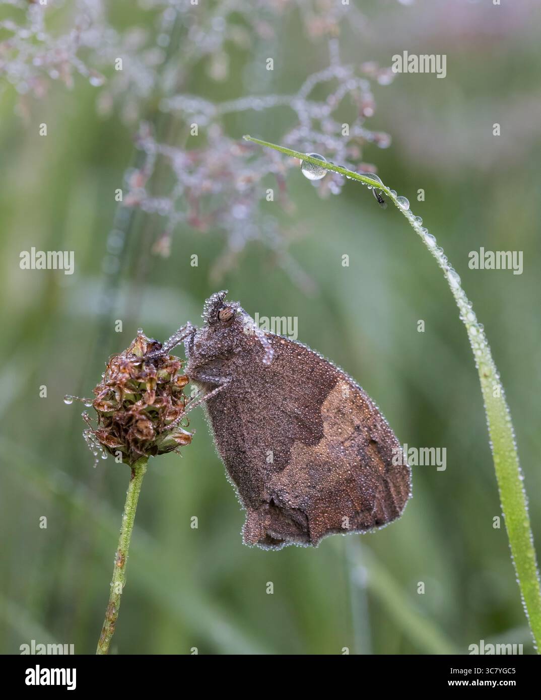 Wiese Brown Butterfly (Maniola jurtina) bedeckt mit Tau, der auf dem Pflanzenkopf ruht Stockfoto