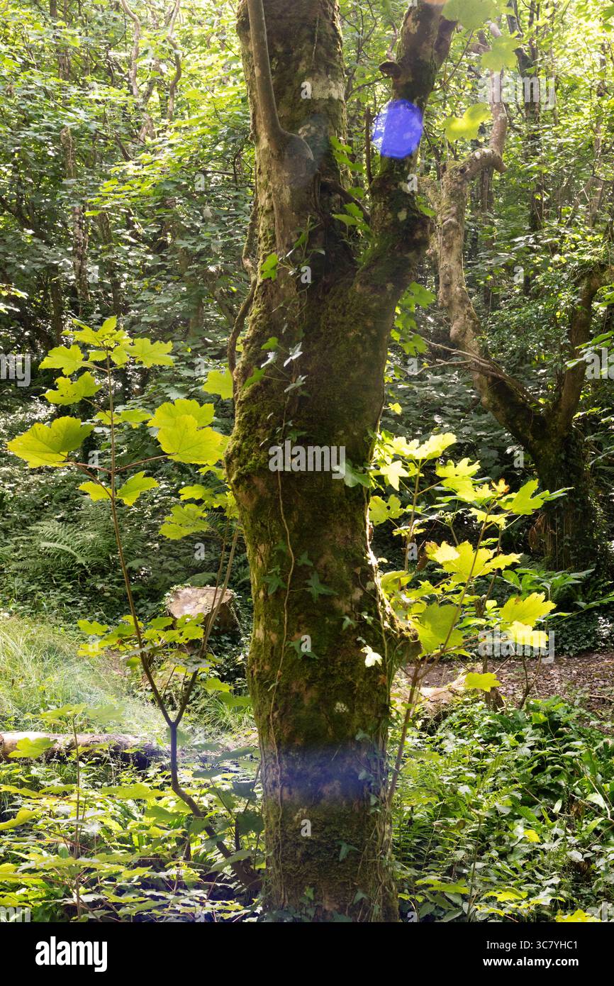 Sonnenlicht filtert durch das üppige Laub. Moosbedeckte Bäume gedeihen Stockfoto