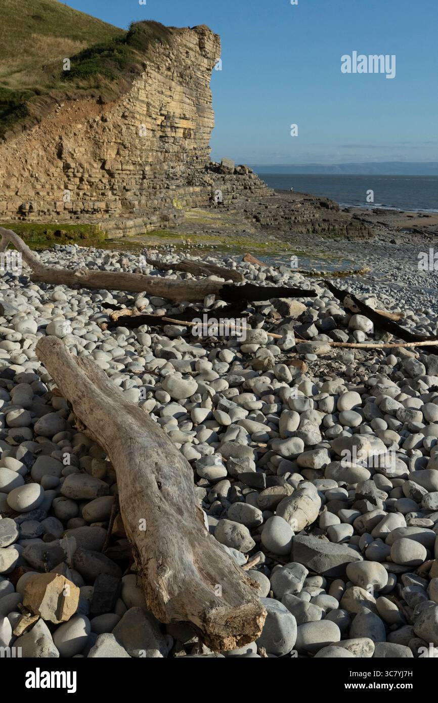 Treibholz ruht am Kiesstrand am Monknash Beach, auch bekannt als Cwm Nash, Wales. Küstenerosion prägt die Landschaft und schafft dramatische Klippen A Stockfoto