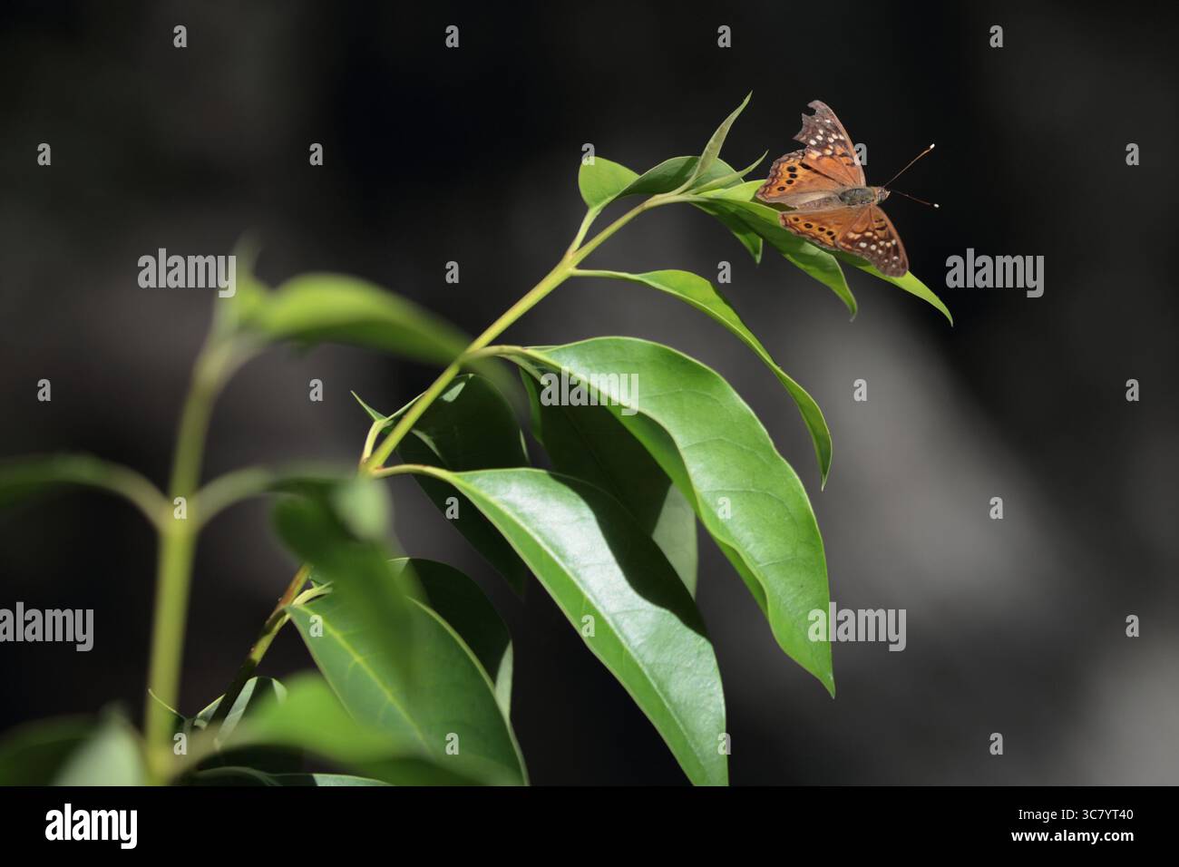 Ein Schmetterling ruht auf einem Blatt in einem ruhigen Wald. Stockfoto