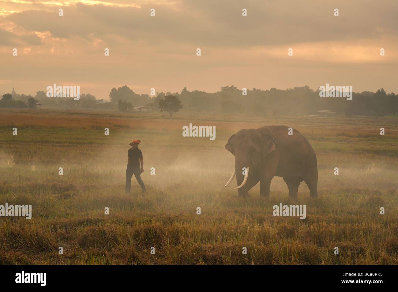 Mahout ging mit seinem Elefanten Surin, Thailand durch ein Feld im Morgennebel Stockfoto