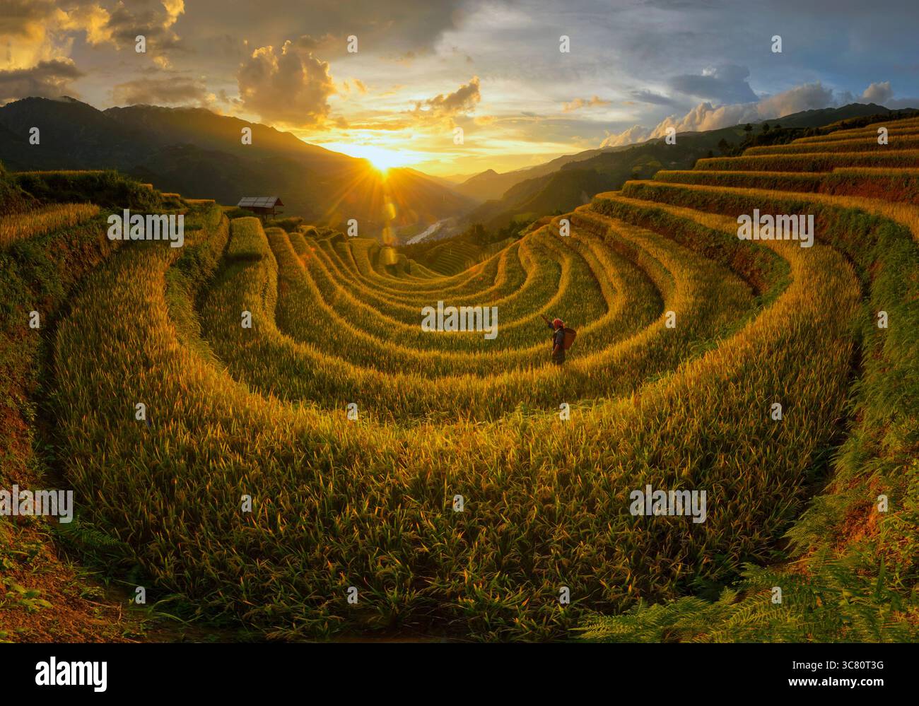 Eine junge Frau, die bei Sonnenuntergang auf einem Reihengarten arbeitet, Mu Cang Chai, Yen Bai, Vietnam Stockfoto