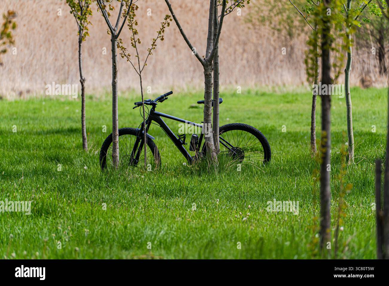 Nahaufnahme eines Fahrrads, das sich im Sommer in einem Park an Pappeln lehnt Stockfoto