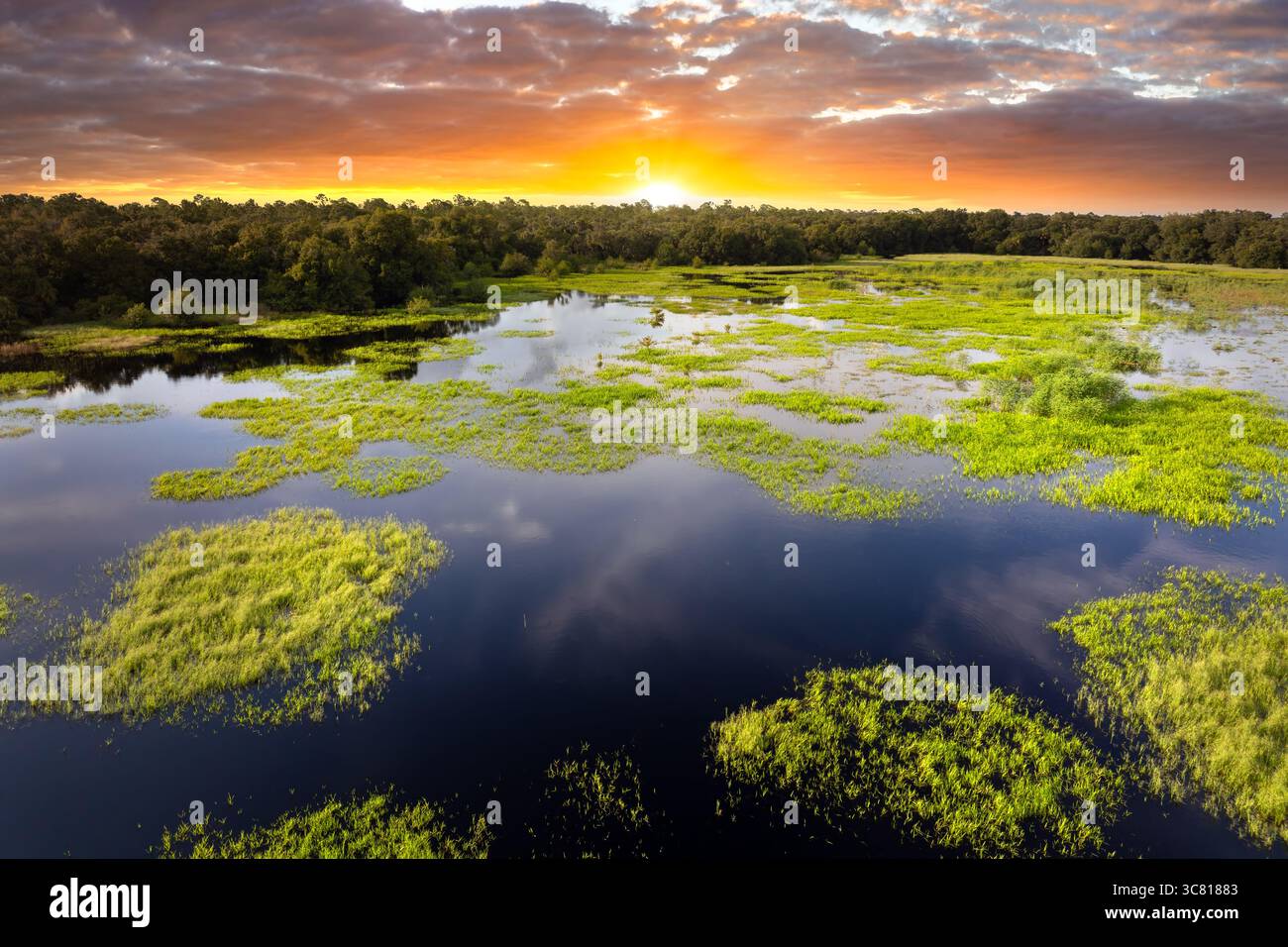 Florida Feuchtgebiete mit Wasser zwischen grüner wilder Vegetation. Tropisches Ökosystem bei Sonnenuntergang Stockfoto