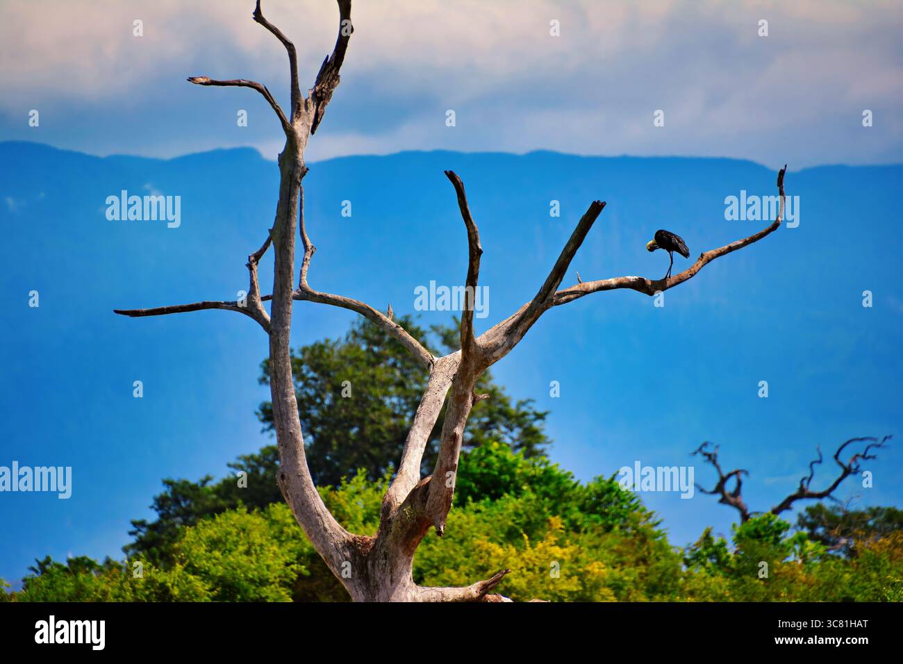 Der Vogel ist in seiner natürlichen Umgebung, Asien-Wollhalsstorch, Ciconia episcopus, Stockfoto