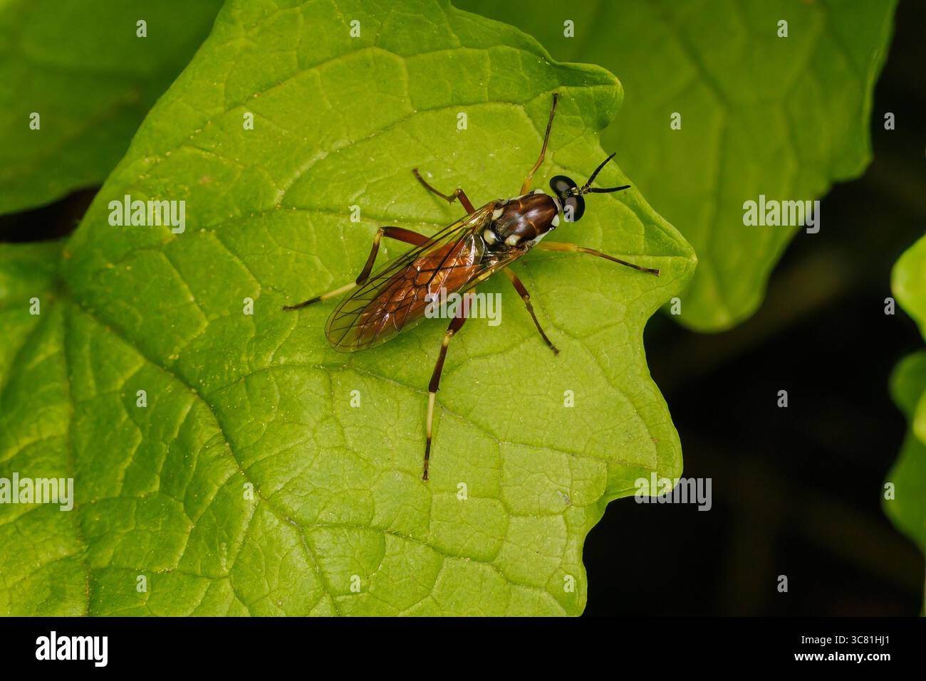 Xylomya pallidifemur, ein Mitglied der Wood Soldier Flies (Familie Xylomyidae) - weiblich Stockfoto