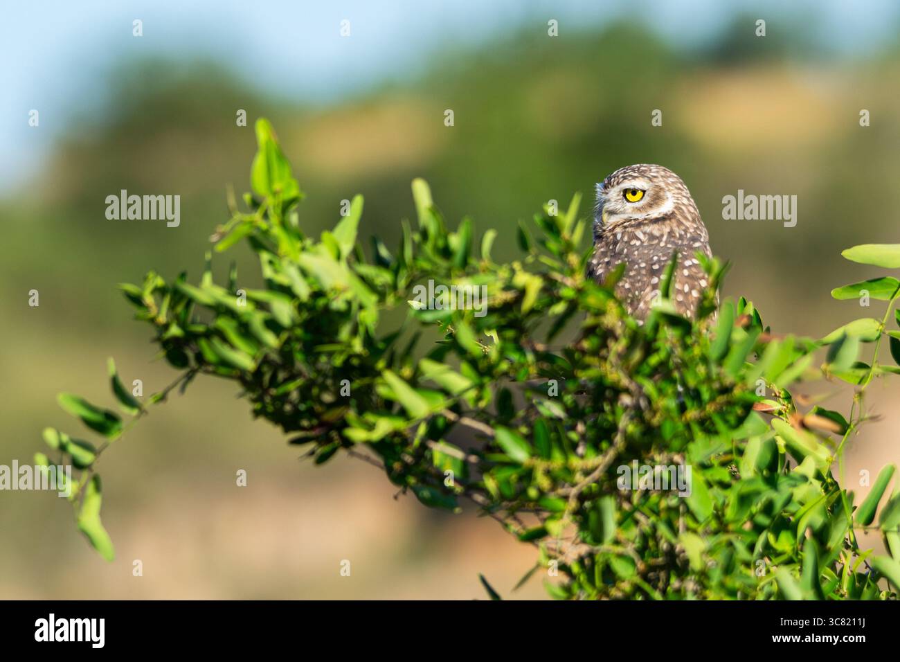Grabungulle (Athene cunicularia) an einem Baum Stockfoto