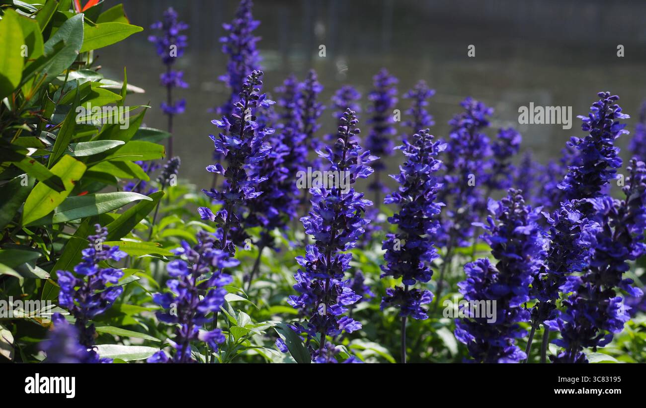 Vollbild der blau-violetten Blüten von Salvia farinacea (der Mealycup Salbei) im Vordergrund, mit verschwommenen Blüten und Wasser im Hintergrund Stockfoto