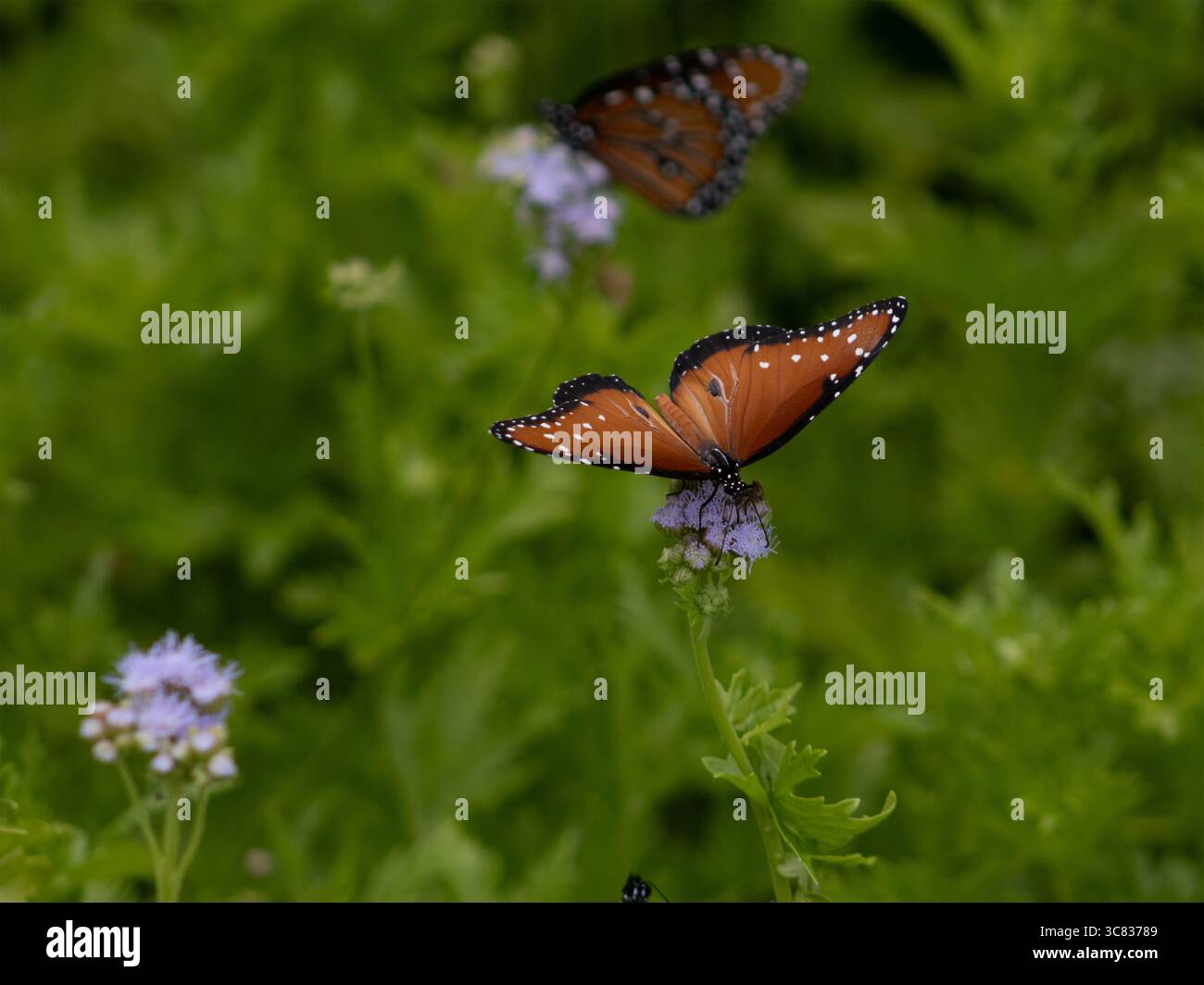 Queen Butterfly (Danaus gilippus) Nahaufnahme des einheimischen Texas Monarch in Natural Habitat Stockfoto