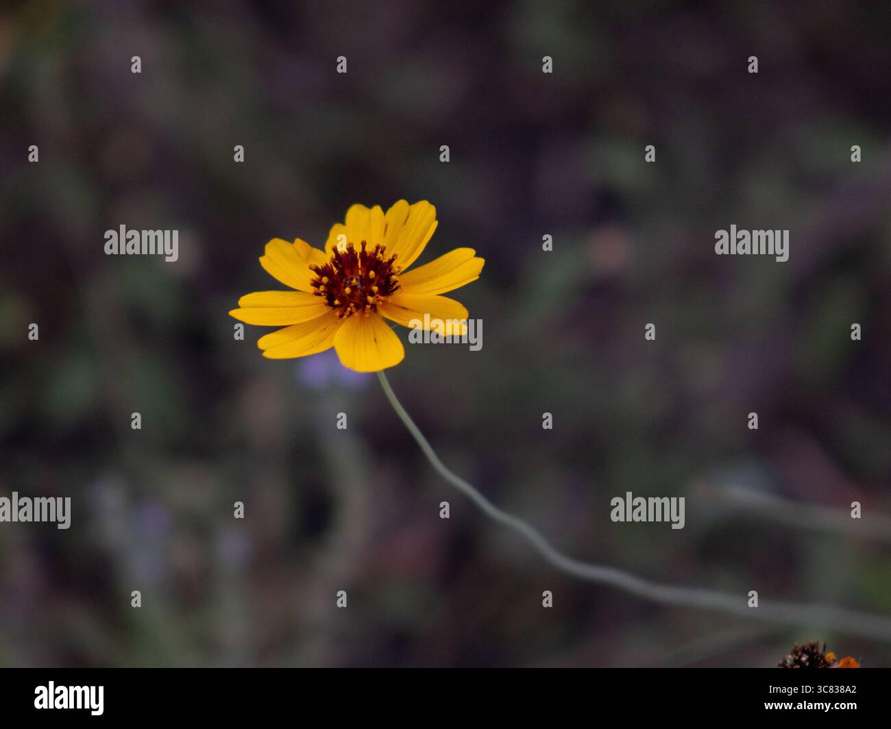 Gelbe texanische Wildblume blüht in San Antonio, Texas Stockfoto