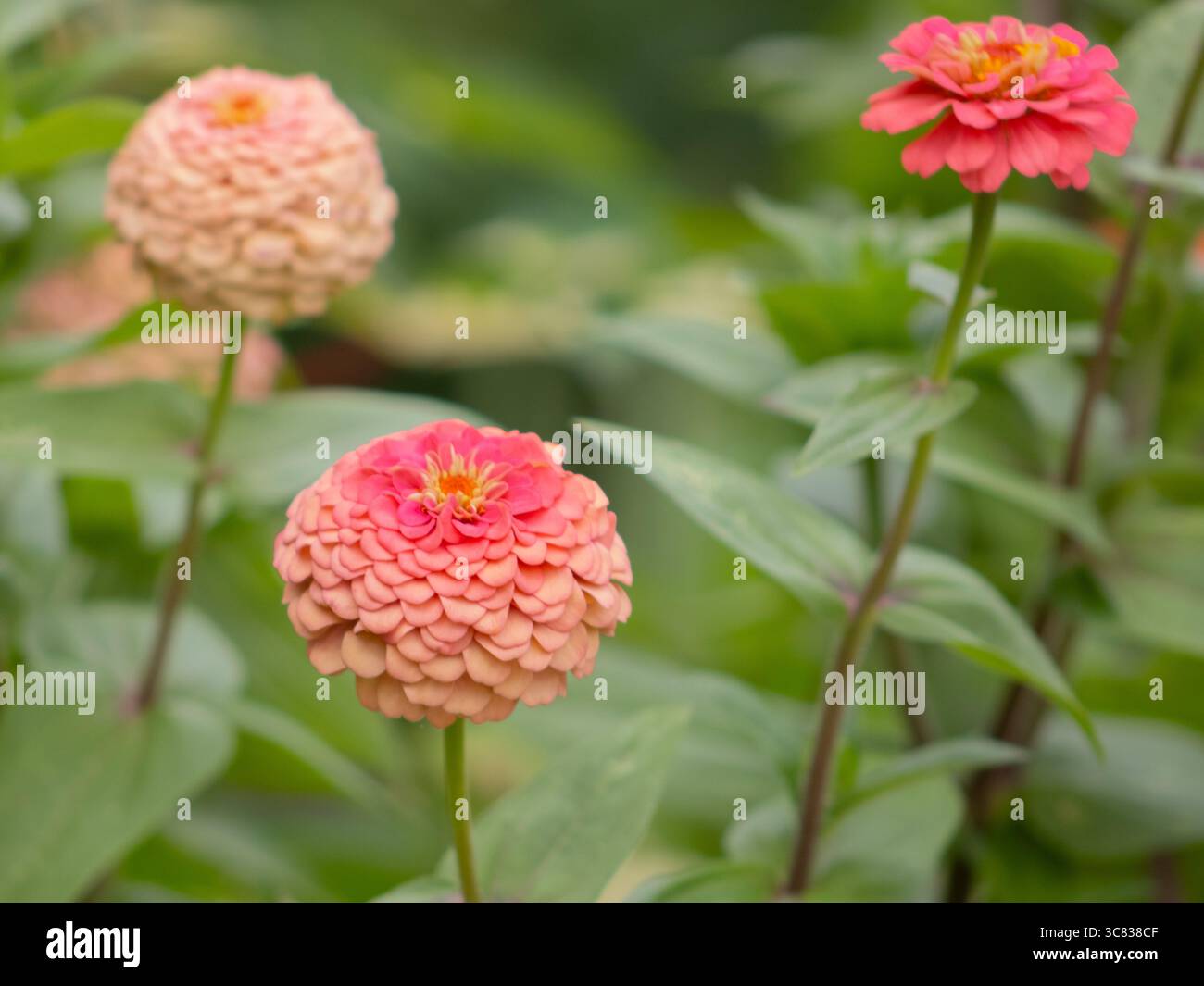 Elegante Zinnia-Blume (Zinnia elegans) Nahaufnahme der lebendigen Blüte im Detail Stockfoto