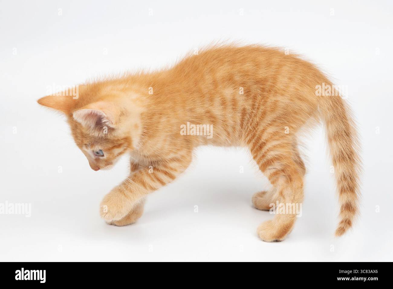 Gehen Sie auf weißem Studio kleine Katze isoliert auf Studio Hintergrund Stockfoto
