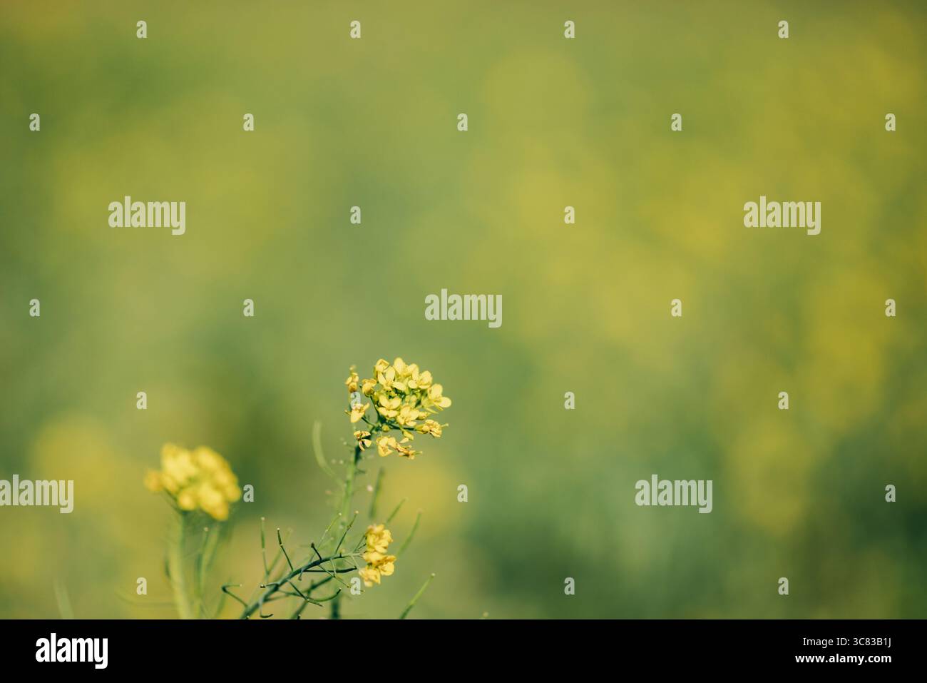 Selektiver Fokus auf blühende gelbe Rapsblüte im Frühlingsfeld, mit weichem, verschwommenem Hintergrund, die Landwirtschaft, Wachstum und saisonale Natur repräsentieren Stockfoto Selektiver Fokus auf blühende gelbe Rapsblüte im Frühlingsfeld, mit weichem, verschwommenem Hintergrund, die Landwirtschaft, Wachstum und saisonale Natur repräsentieren Stockfoto