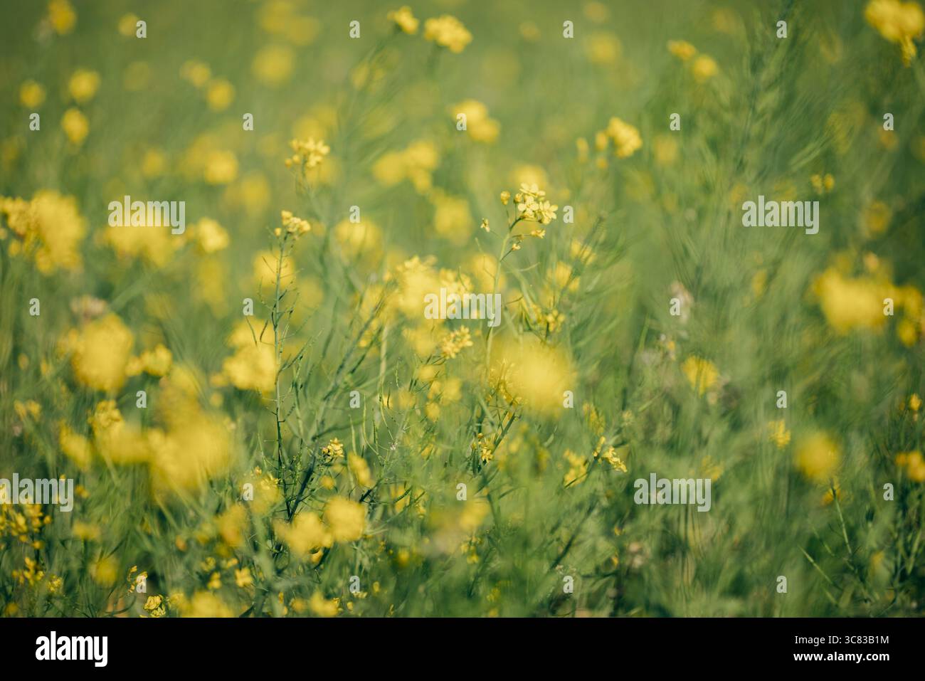 Selektiver Fokus auf blühende gelbe Rapsblüte im Frühlingsfeld, mit weichem, verschwommenem Hintergrund, die Landwirtschaft, Wachstum und saisonale Natur repräsentieren Stockfoto Selektiver Fokus auf blühende gelbe Rapsblüte im Frühlingsfeld, mit weichem, verschwommenem Hintergrund, die Landwirtschaft, Wachstum und saisonale Natur repräsentieren Stockfoto