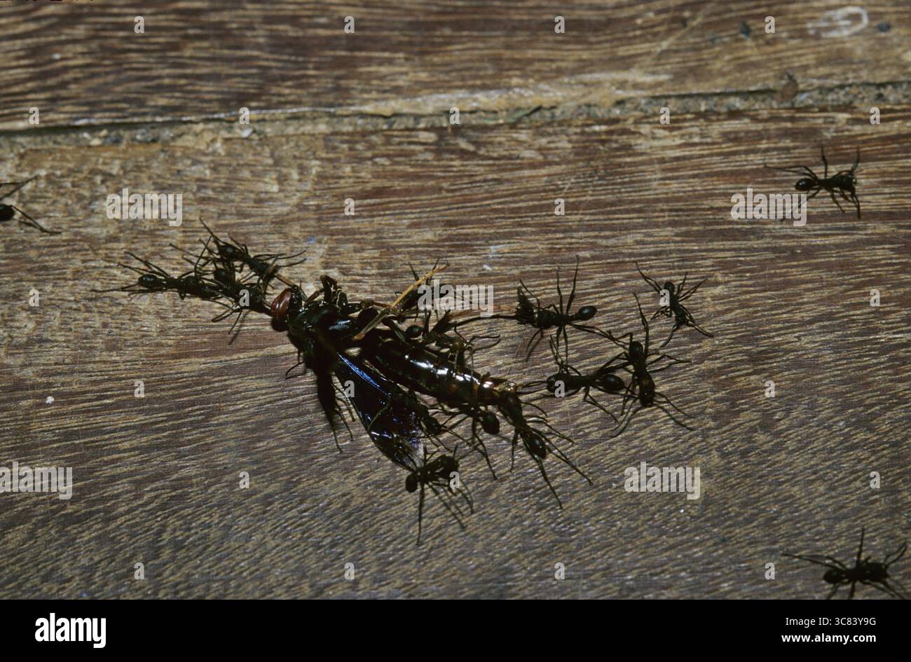 Soldatenameisen (Eciton sp.) Stockfoto