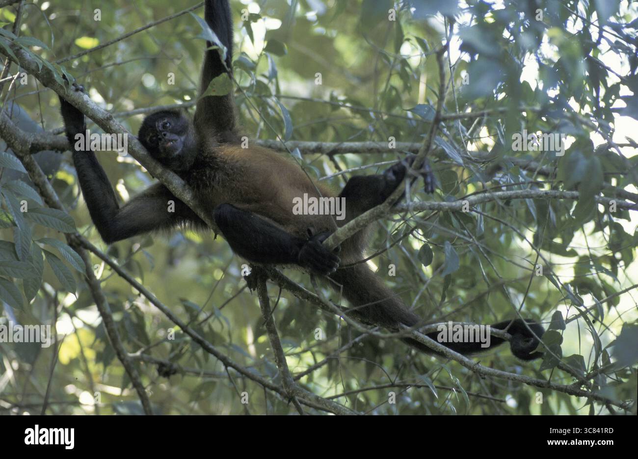 Spinnenaffen (Ateles geoffroyi) Stockfoto