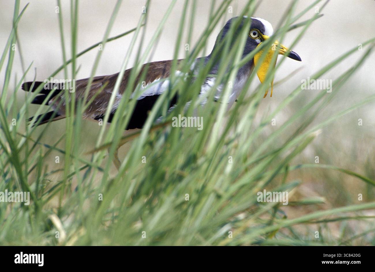 Weißgekrönter Kiefer (Vanellus albiceps) Stockfoto