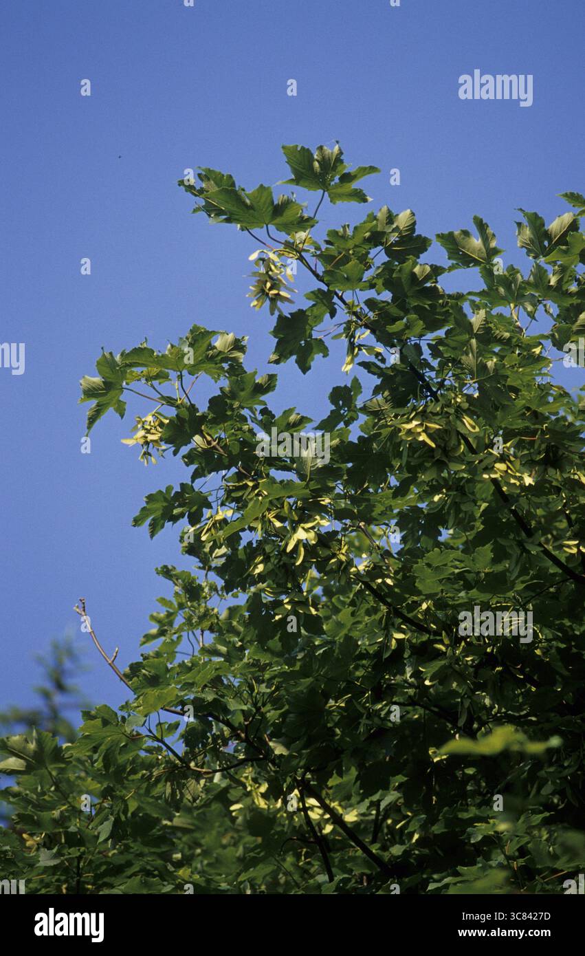 Platane (Acer pseudoplatanus) Stockfoto