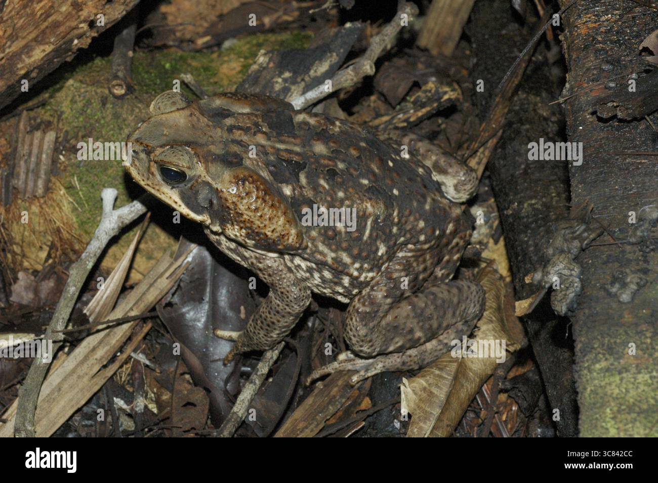 Aga-Kröte (Bufo Marinus) Stockfoto