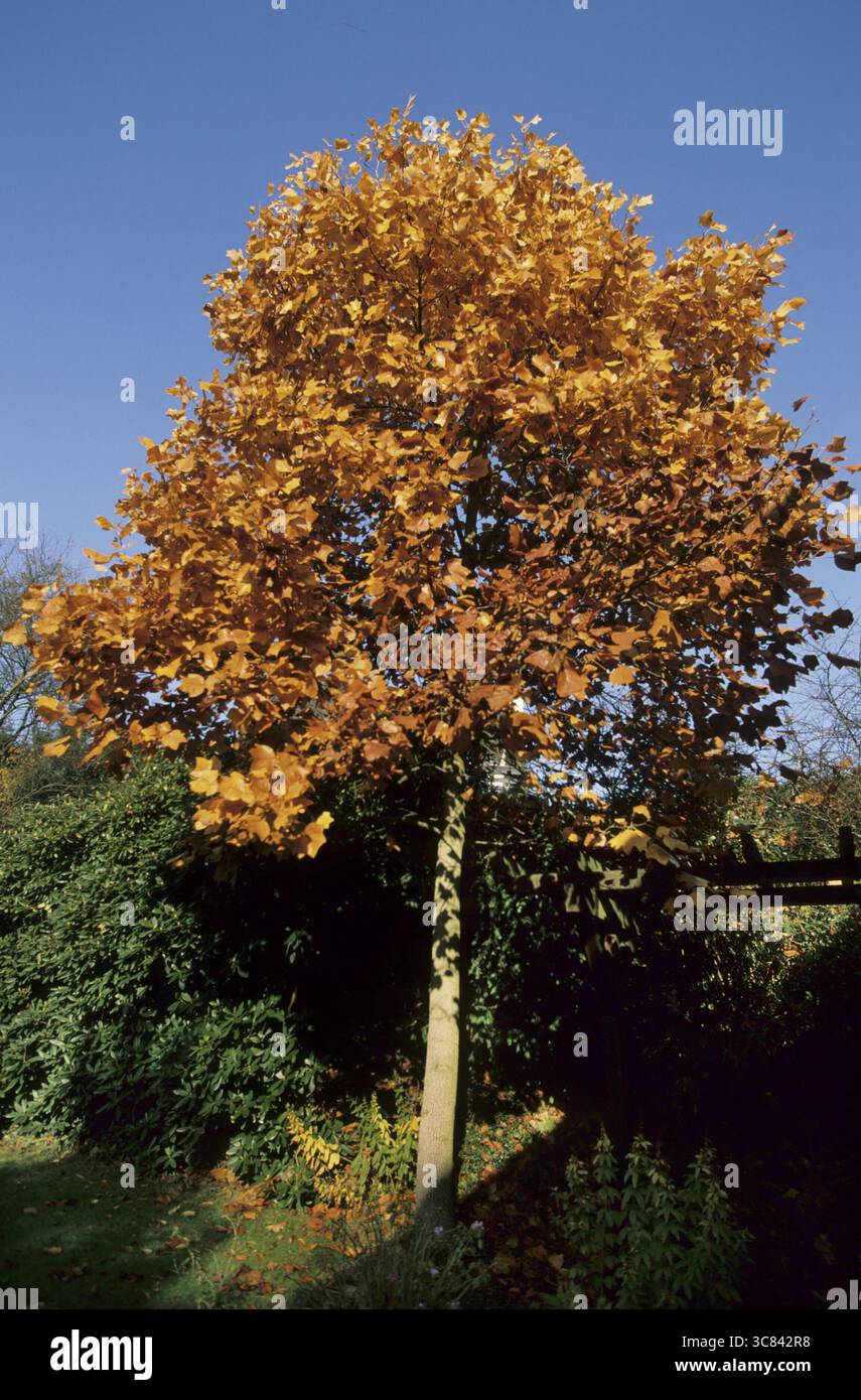 Amerikanische Tulpenbaum (Liriodendron tulipifera) Stockfoto