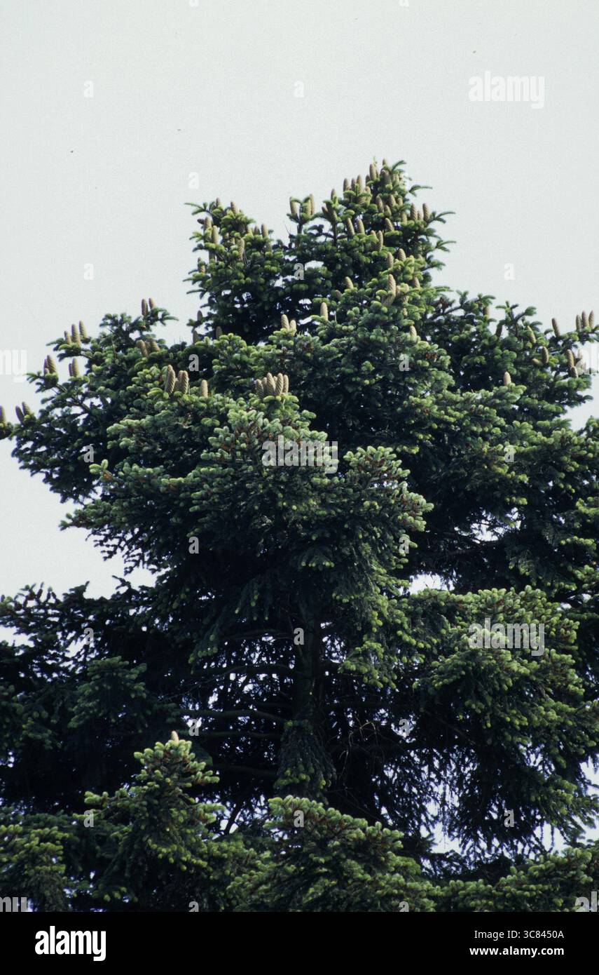 Weißtanne (Abies alba) Stockfoto